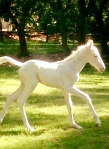 Mellow-Love new pony  photo 6542176