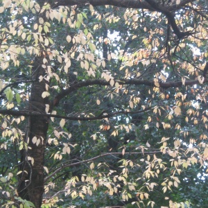 I want to plant a tree