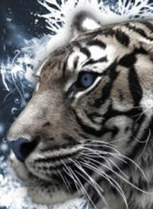 صورة #3644348