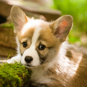 Corgi