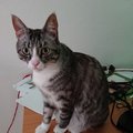 munillover