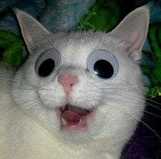 Henpocmumb