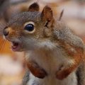 Evilsquerrel