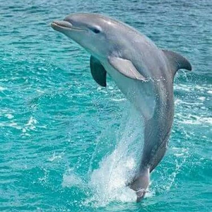 Swim with dolphins