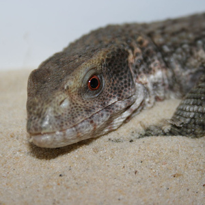 Cape monitor lizard