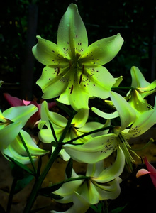 -SALATIK- My Photos photo 8790800