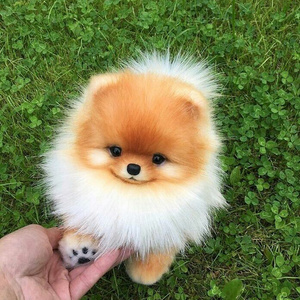 Puppy