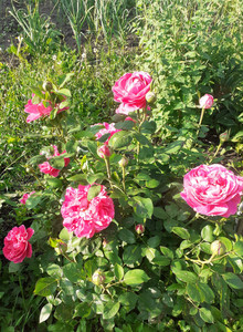 karservas My Photos photo 15256940