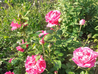 My Photos
