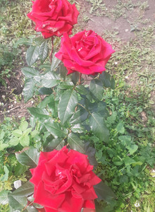 karservas My Photos photo 15344063