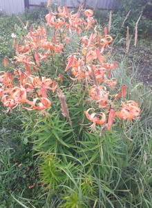 karservas My Photos photo 15344068