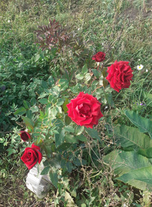 karservas My Photos photo 15414945