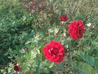 My Photos