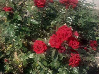 My Photos