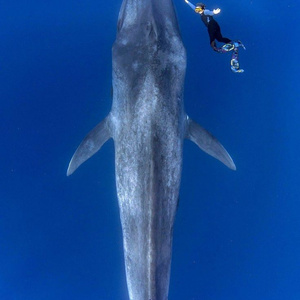 I dream of seeing a whale