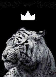 Caesar My Photos photo 10345148