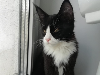 Ласка, тигрёнок и малыш