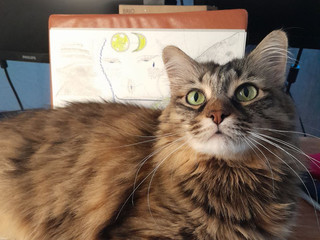 𖢥  ฅ(•˕ •マ⟆