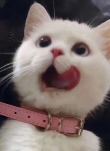 etozhevegan69 My Photos photo 7695330