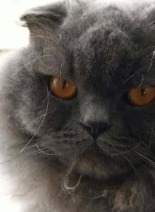 Sura565656 КОТ photo 10346771