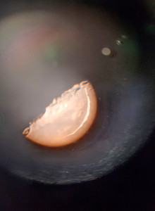 ARMAR2 My Photos photo 14538258