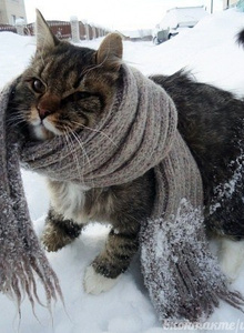 Φωτογραφία #5448916