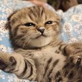 Chicken_cat