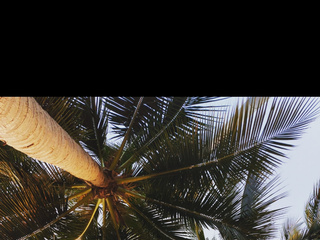 Palm trees