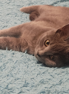 ShomasTelby My Photos photo 9865313