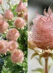 Dalila-2 My Photos photo 8409633