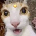 Lxst