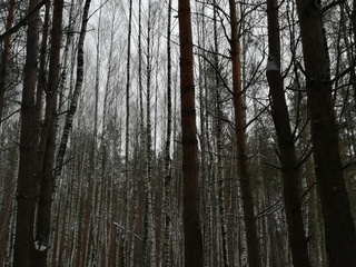 My Photos