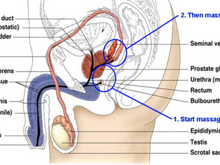 Prostata Massage :)
