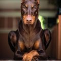 Zloy_Doberman