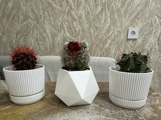 Cacti from Rivera)