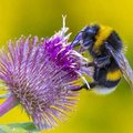 Bumble_Bee