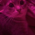 hdjdidjfhj2