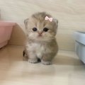 Mini_Meow