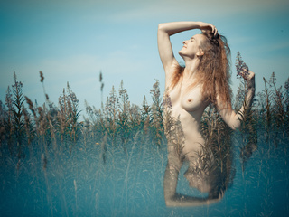 The fields