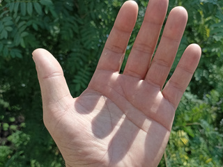 Palms