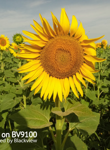 VOZDYX My Photos photo 11647204