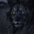 Edem-for-you