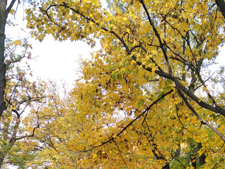 Autumn