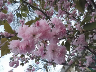 Spring :)