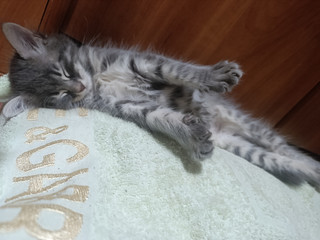 My kitten