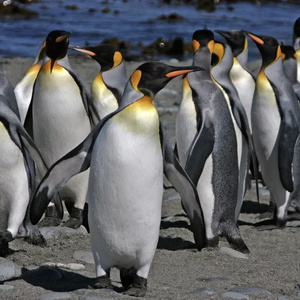 See penguins