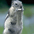 CheekySquirrel