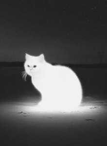 Pure_Evil My Photos photo 13758820