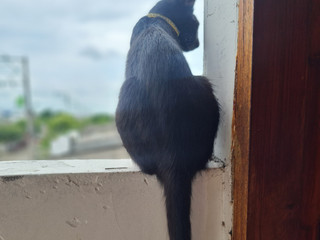 my pets
