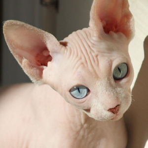 Sphynx cat!